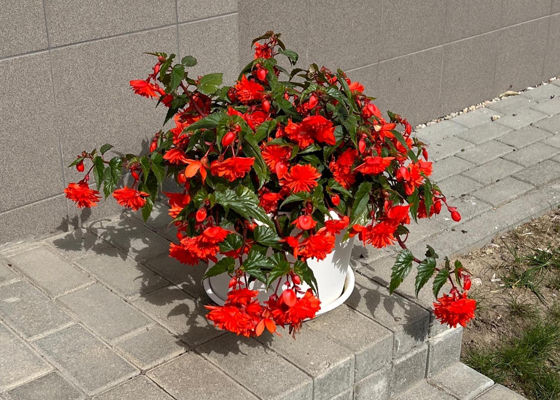 Elsertos Namai Telšiai Exterior foto